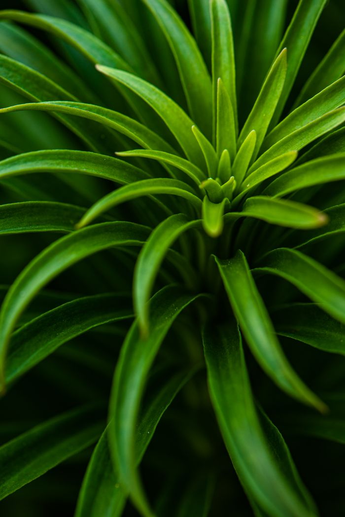 Detailed close-up of lush green plant leaves showcasing natural patterns and textures.