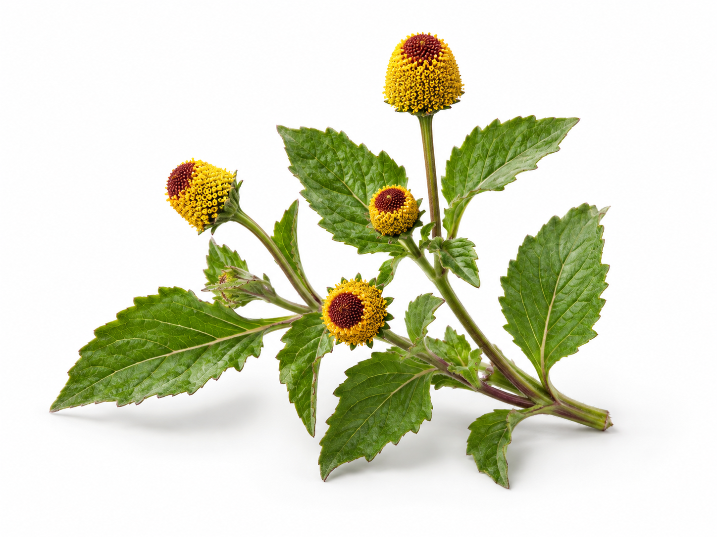 Ingredients Acmella Oleracea botanical on a white background