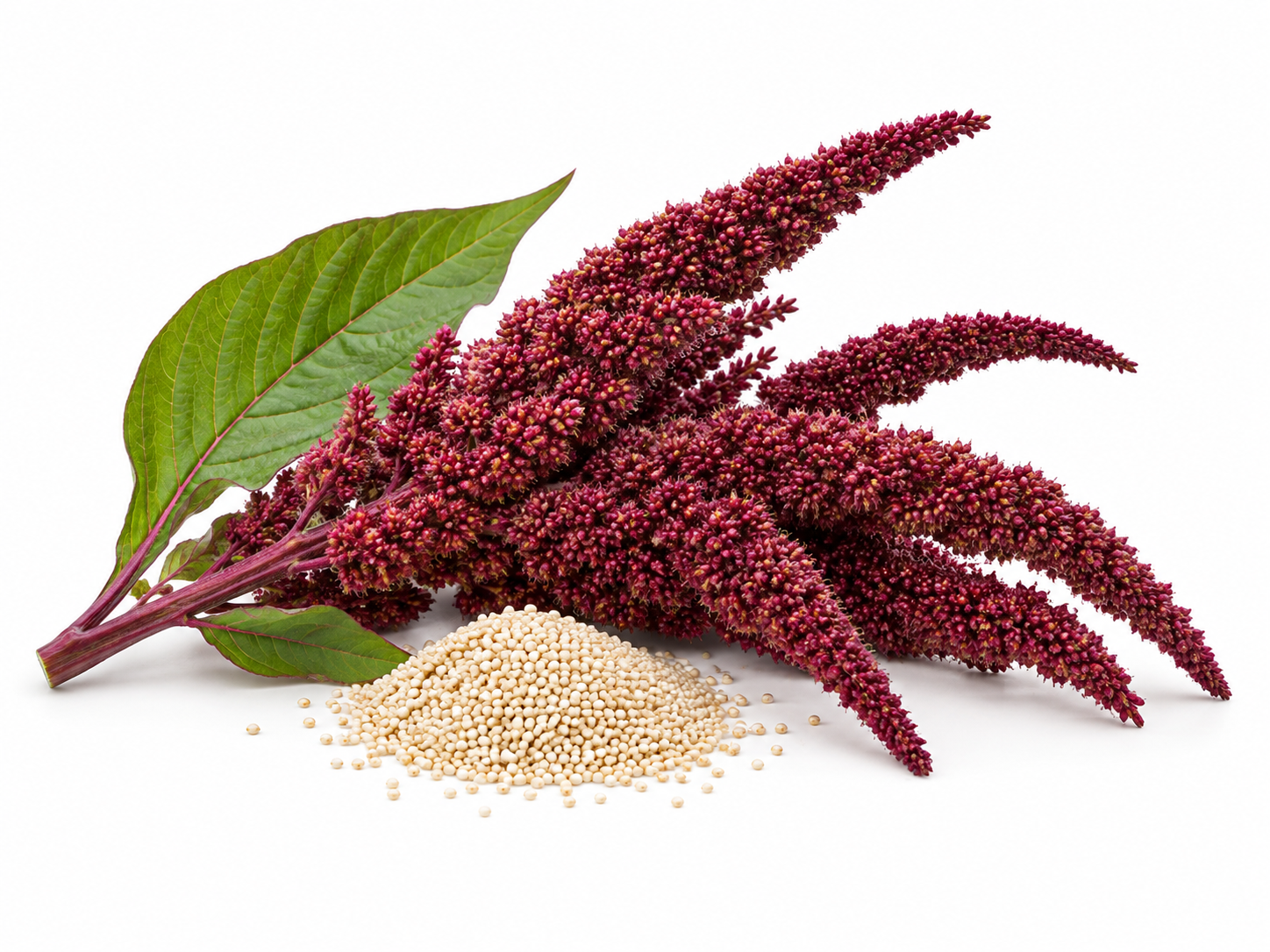 Ingredients Amaranth Seed Oil botanical on a white background
