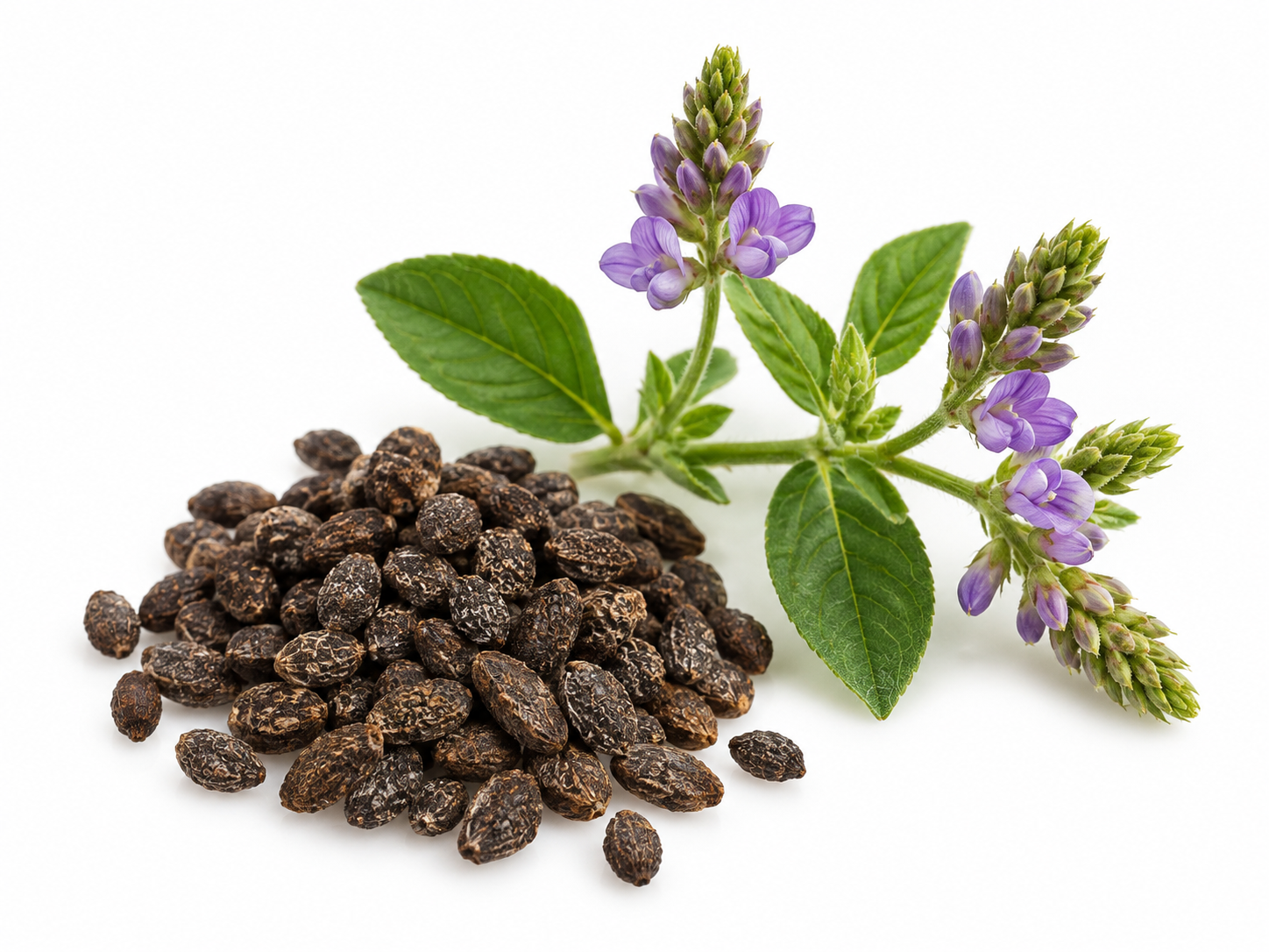 Ingredients Babchi botanical on a white background