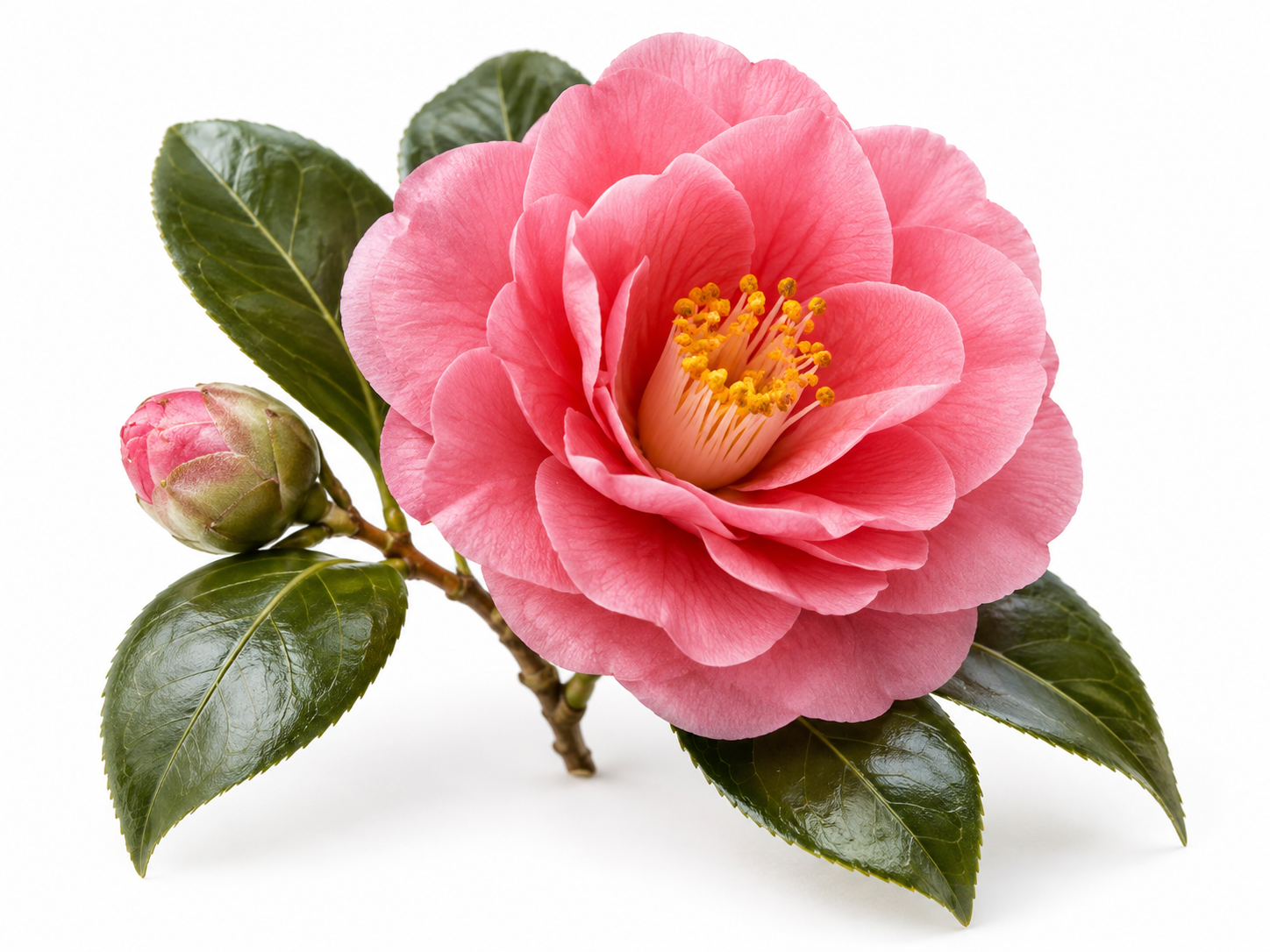 Ingredients Camellia Japonica botanical on a white background