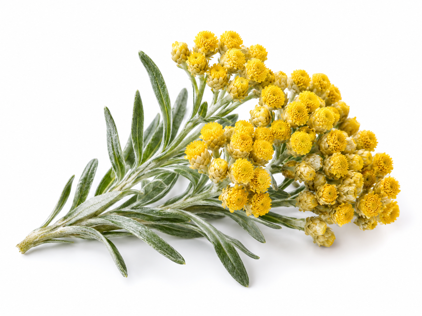 Ingredients Helichrysum botanical on a white background