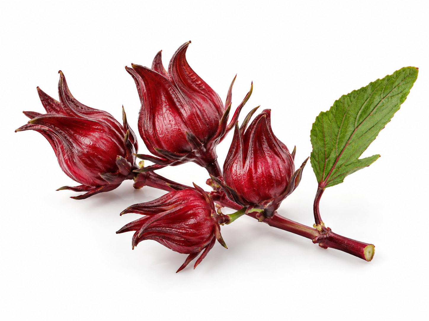 Ingredients Roselle Hibiscus botanical on a white background