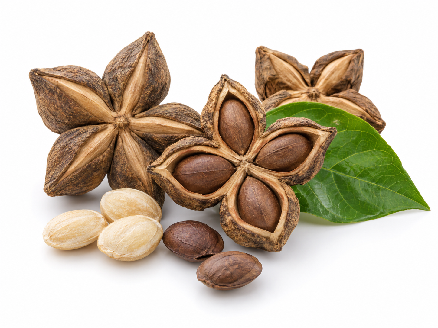 Ingredients Sacha Inchi Seed Oil botanical on a white background