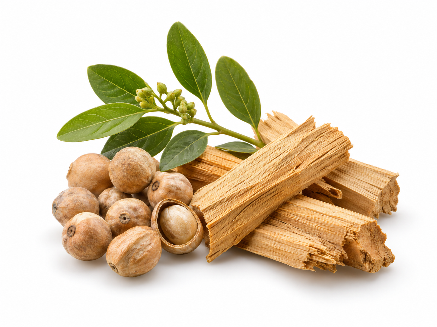 Ingredients Sandalwood Seed Oil & Indian Sandalwood botanical on a white background