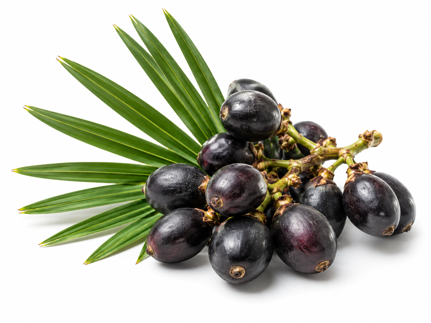 Ingredients Saw Palmetto botanical on a white background