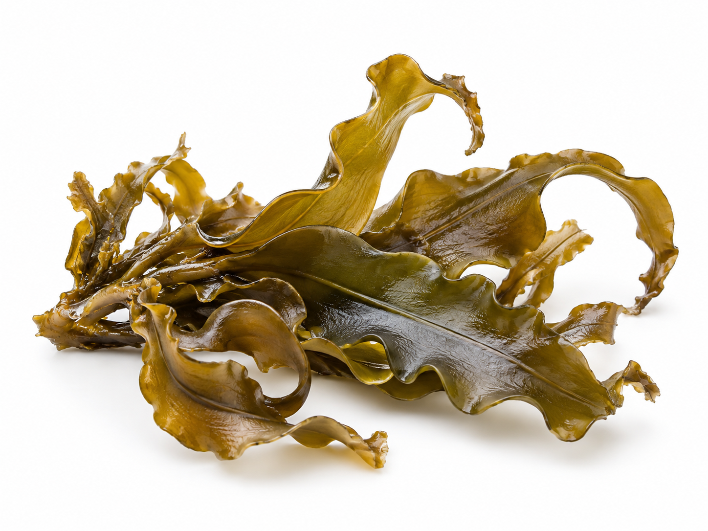 Ingredients Seaweed Bioactive Extract botanical on a white background