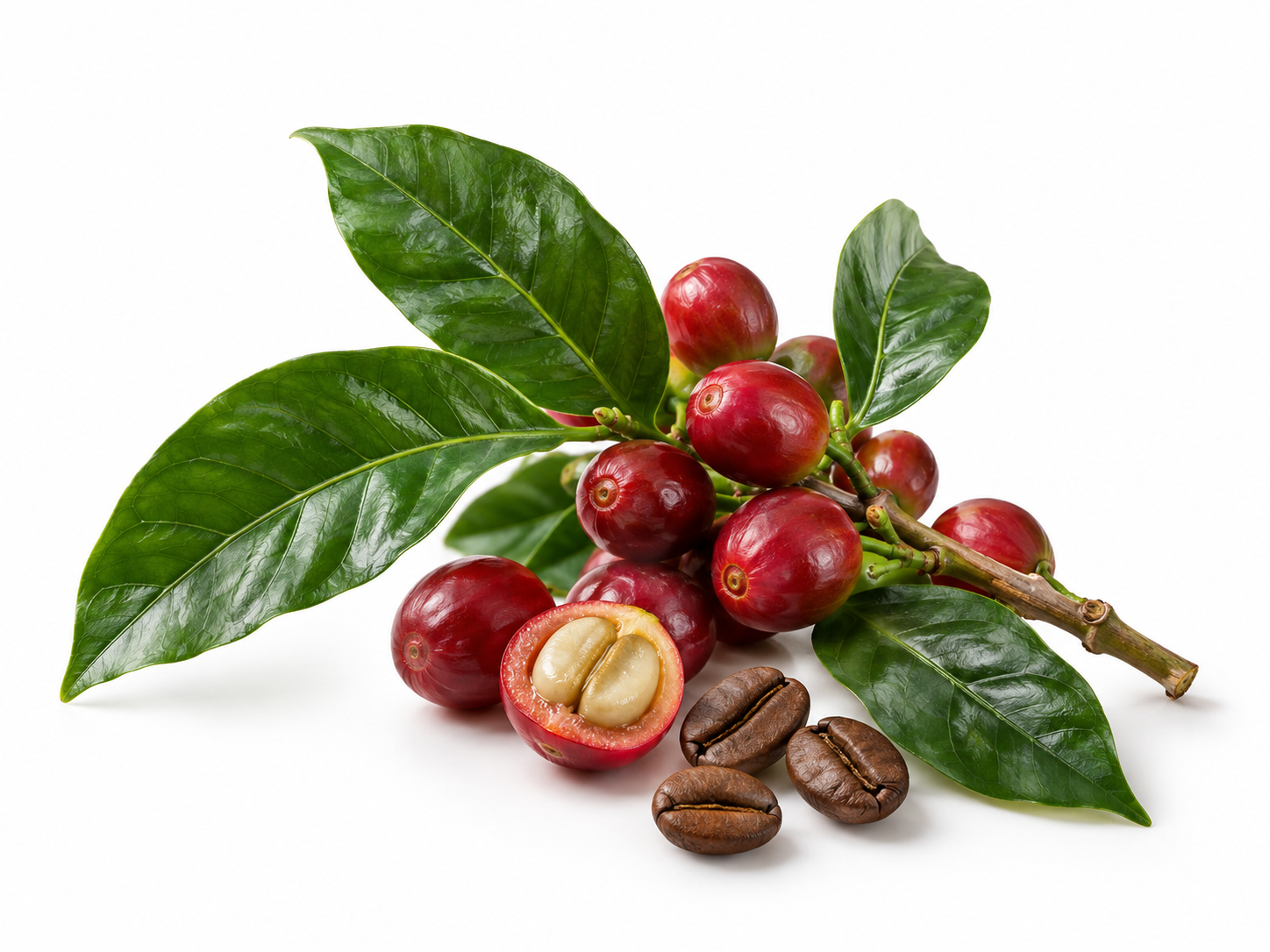 Ingredients Coffea Arabica Seed Extract botanical on a white background