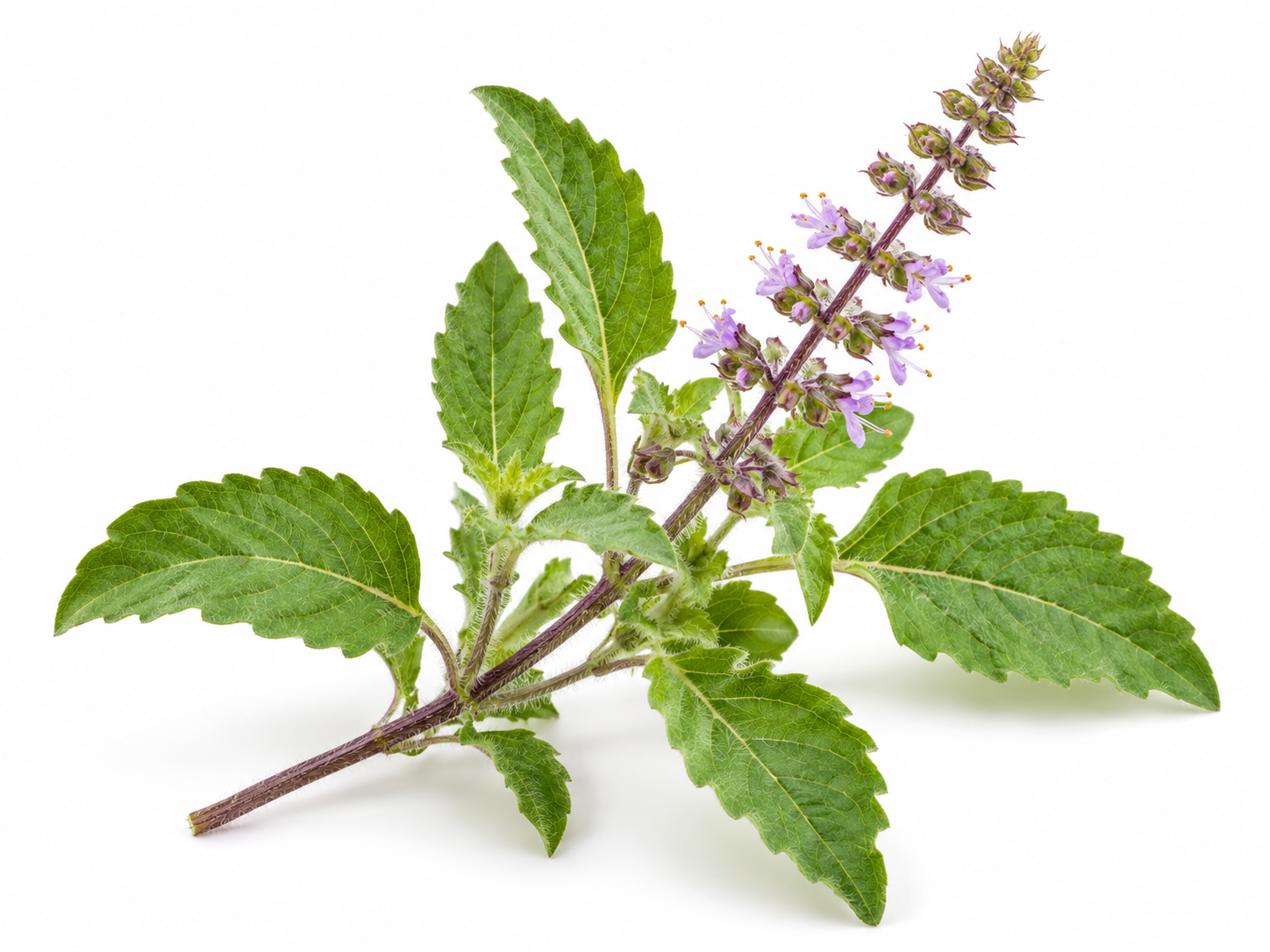 Ingredients Holy Basil botanical on a white background