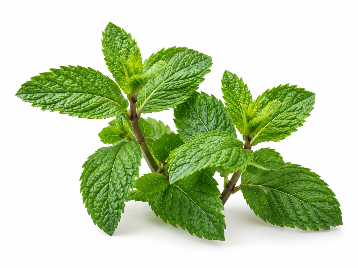 Ingredients Peppermint botanical on a white background
