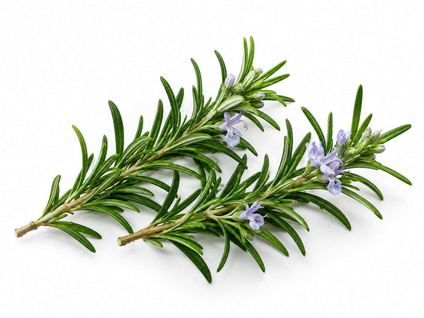 Ingredients Rosemary botanical on a white background